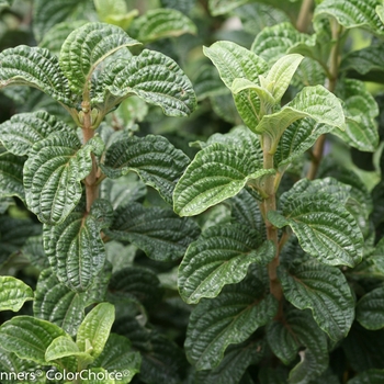 Cornus stolonifera 'Pucker Up!®' (133266)