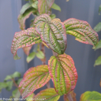 Cornus stolonifera 'Pucker Up!®' (133268)