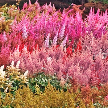 Astilbe x arendsii '' (133315)