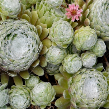 Sempervivum arachnoideum subsp. tomentosum 'Cobweb' (133321)