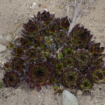 Sempervivum 'Black' (133323)