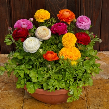 Ranunculus asiaticus var. nanus 'Bloomingdale II Mix' (133343)