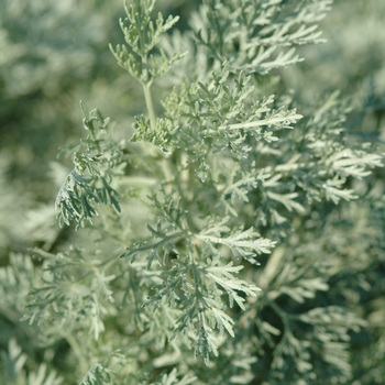 Artemisia 'Powis Castle' (133351)