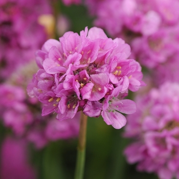 Armeria pseudarmeria Ballerina 'Lilac' (133357)