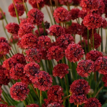 Armeria pseudarmeria Ballerina 'Red' (133360)