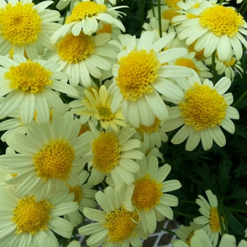 Argyranthemum frutescens Glory 'Lemon' (133390)