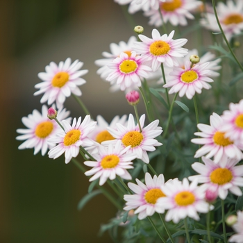 Argyranthemum frutescens Go Daisy 'Barbie' (133394)