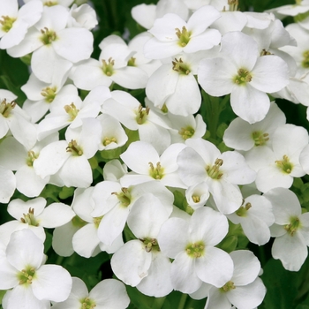 Arabis caucasica Little Treasure™ 'White Improved' (133409)