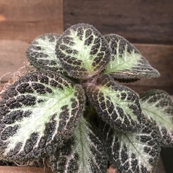 Episcia cupreata 'Chocolate Soldier' 