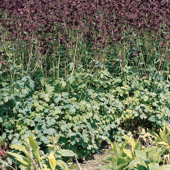 Aquilegia vulgaris 'Black Barlow' (133437)