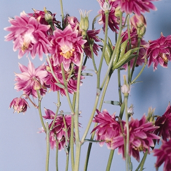 Aquilegia vulgaris 'Nora Barlow' (133439)