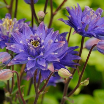 Aquilegia vulgaris Clementine™ 'Blue' (133440)