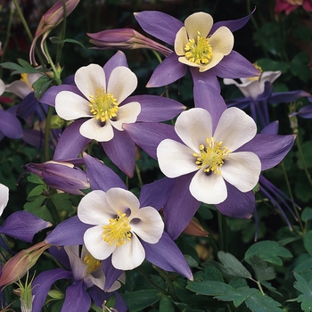 Aquilegia caerulea Songbird 'Blue Bird' (133451)