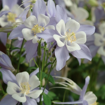 Aquilegia caerulea Songbird 'Blue Bird' (133452)