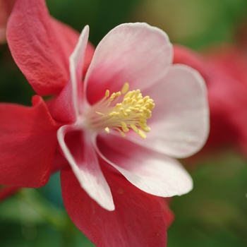 Aquilegia caerulea Songbird 'Cardinal' (133453)