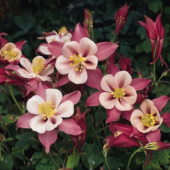 Aquilegia caerulea Songbird 'Robin' (133457)