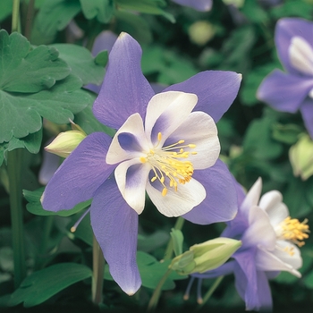 Aquilegia Swan 'Blue and White' (133458)