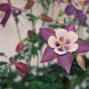 Aquilegia Swan 'Lavender' (133461)