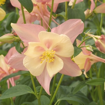 Aquilegia Swan 'Pink & Yellow' (133464)