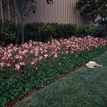 Aquilegia Swan 'Rose & White' (133468)