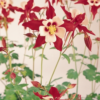 Aquilegia Swan 'Red & White' (133469)