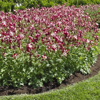 Aquilegia Swan 'Red & White' (133471)