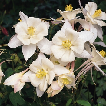 Aquilegia Swan 'White' (133476)