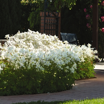 Aquilegia Swan 'White' (133477)