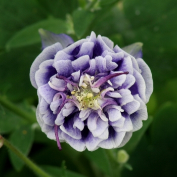 Aquilegia vulgaris Winky 'Double Dark Blue-White' (133480)