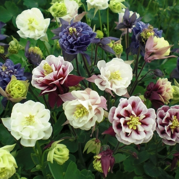 Aquilegia vulgaris Winky 'Double Mix' (133483)