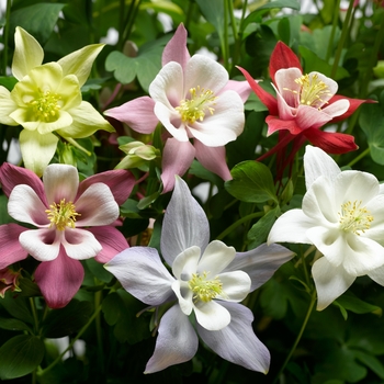 Aquilegia caerulea Origami™ 'Mix' (133493)