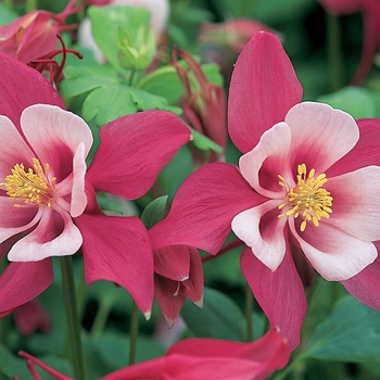 Aquilegia caerulea Origami™ 'Pink and White' (133496)