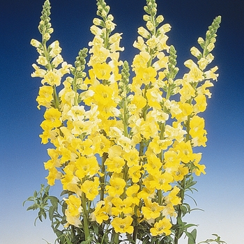 Antirrhinum majus Apollo 'Yellow' (133502)