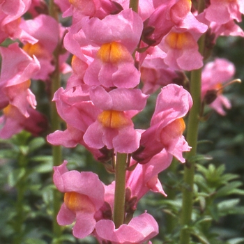 Antirrhinum majus Rocket 'Rose Shades' (133549)