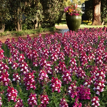 Antirrhinum majus Snapshot™ 'Coral Bicolor' (133561)