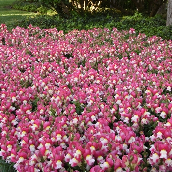 Antirrhinum majus Snapshot™ 'Coral Bicolor' (133562)