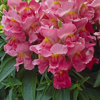 Antirrhinum majus Snapshot™ 'Pink' (133568)