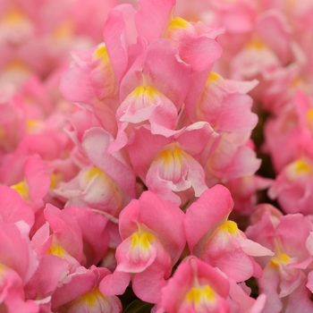 Antirrhinum majus Snapshot™ 'Pink' (133569)