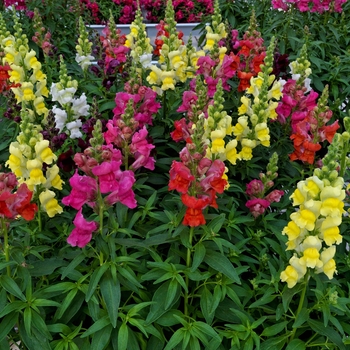 Antirrhinum Candy Tops 'Mix' (133591)