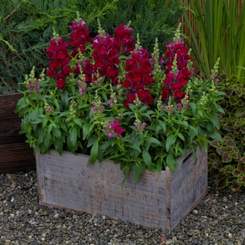 Antirrhinum Candy Tops 'Red' (133596)