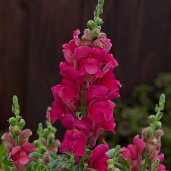 Antirrhinum Candy Tops 'Rose' (133598)