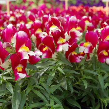 Antirrhinum majus nanum Snappy 'Burgundy-White' (133610)