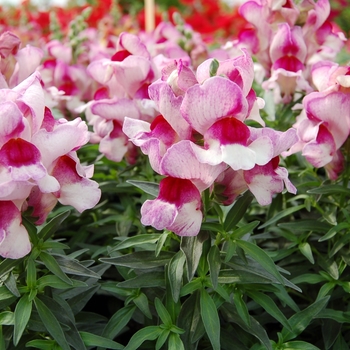 Antirrhinum majus nanum Snappy 'Orchid-Flame' (133613)