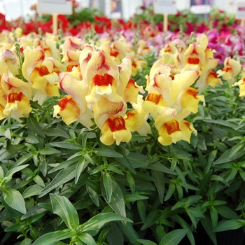 Antirrhinum majus nanum Snappy 'Peach Flame' (133615)