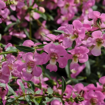 Angelonia angustifolia AngelMist® Spreading '' (133651)