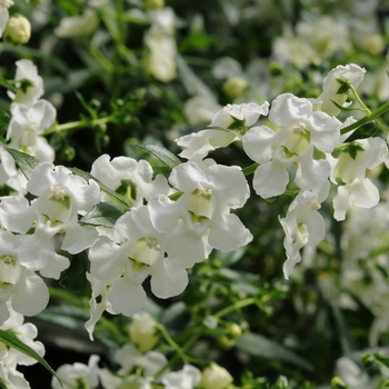 Angelonia angustifolia AngelMist® Spreading '' (133652)