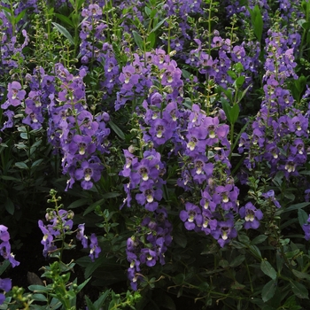 Angelonia angustifolia Archangel™ '' (133660)