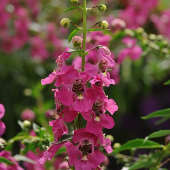 Angelonia angustifolia Archangel™ '' (133662)