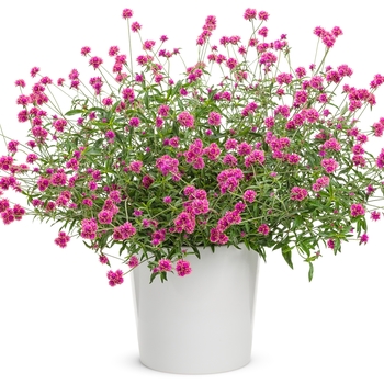 Gomphrena pulchella Truffula™ 'Pink' (133670)