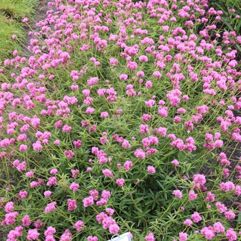 Gomphrena pulchella Truffula™ 'Pink' (133671)